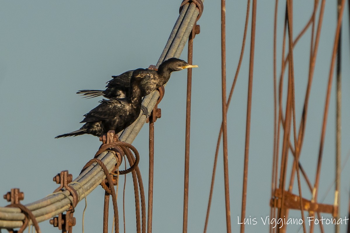 Neotropic Cormorant - ML642684606