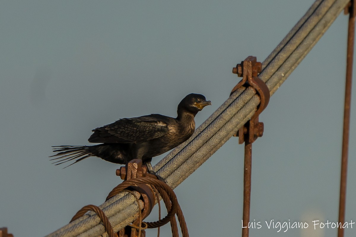 Neotropic Cormorant - ML642684607