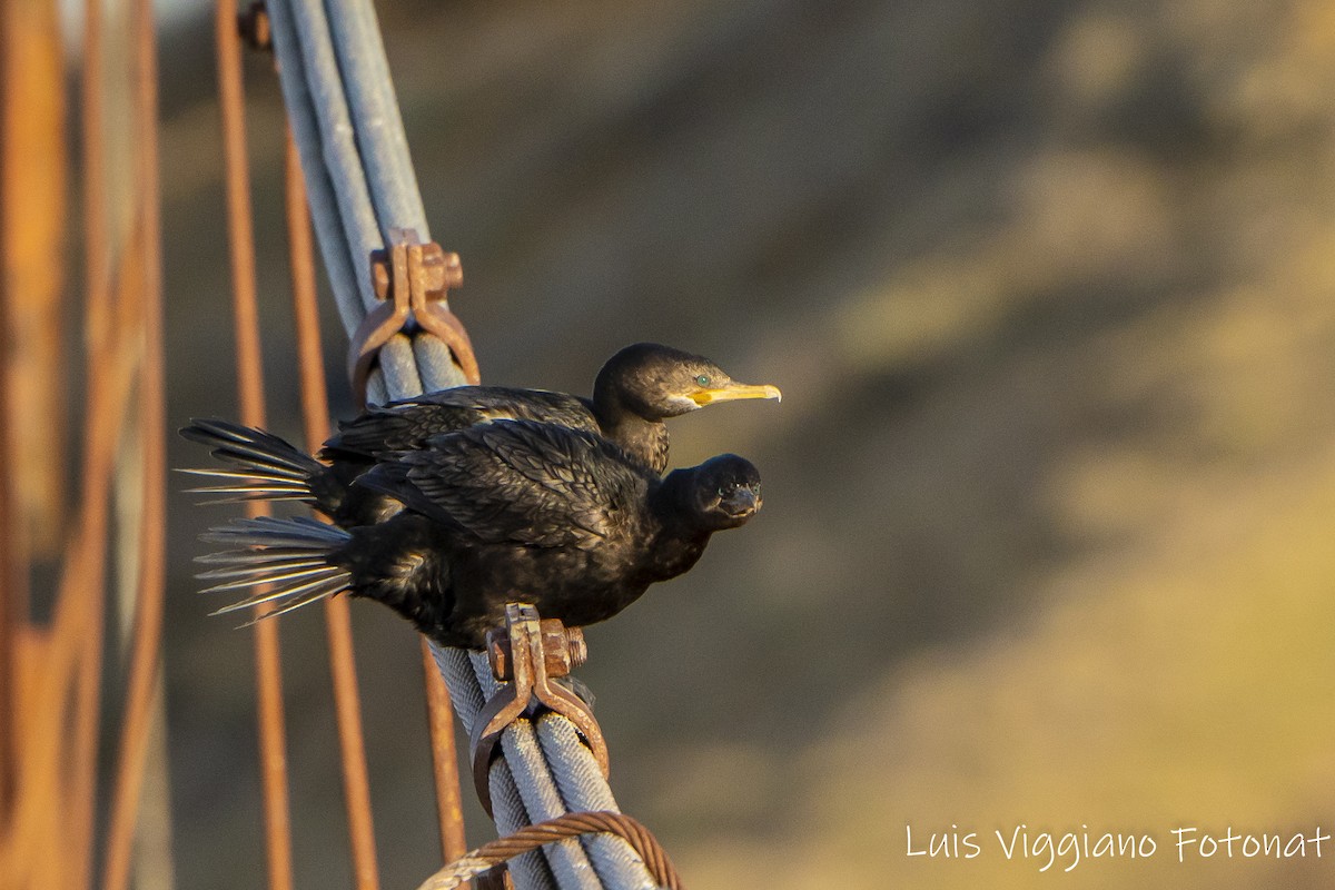 Cormoran vigua - ML642684609