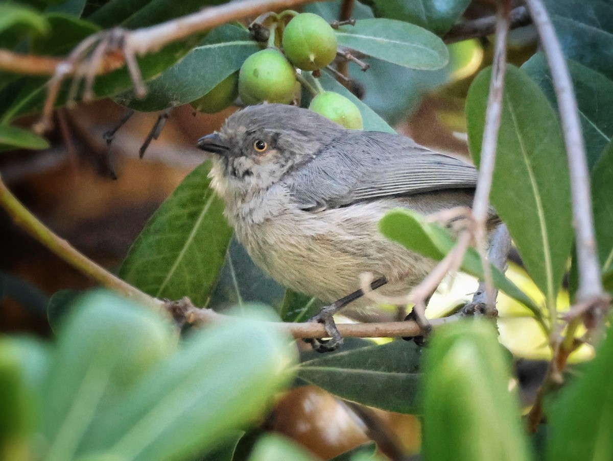 Bushtit - ML642684619