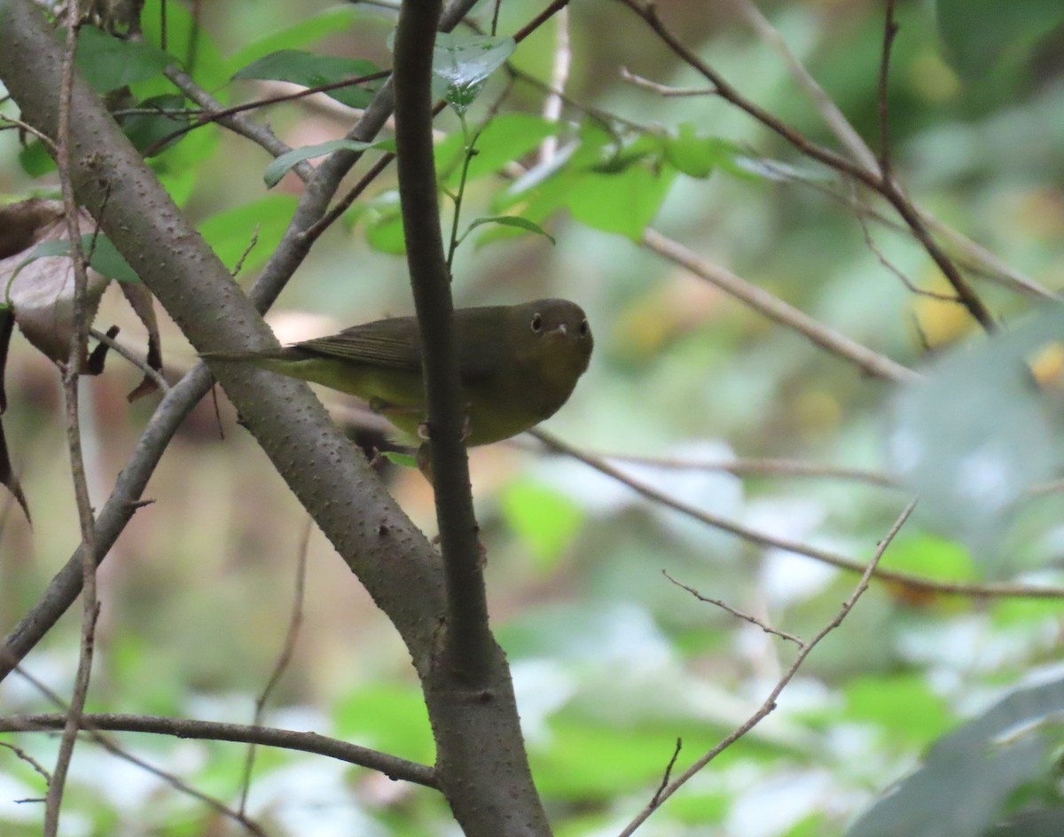 Connecticut Warbler - ML642684636
