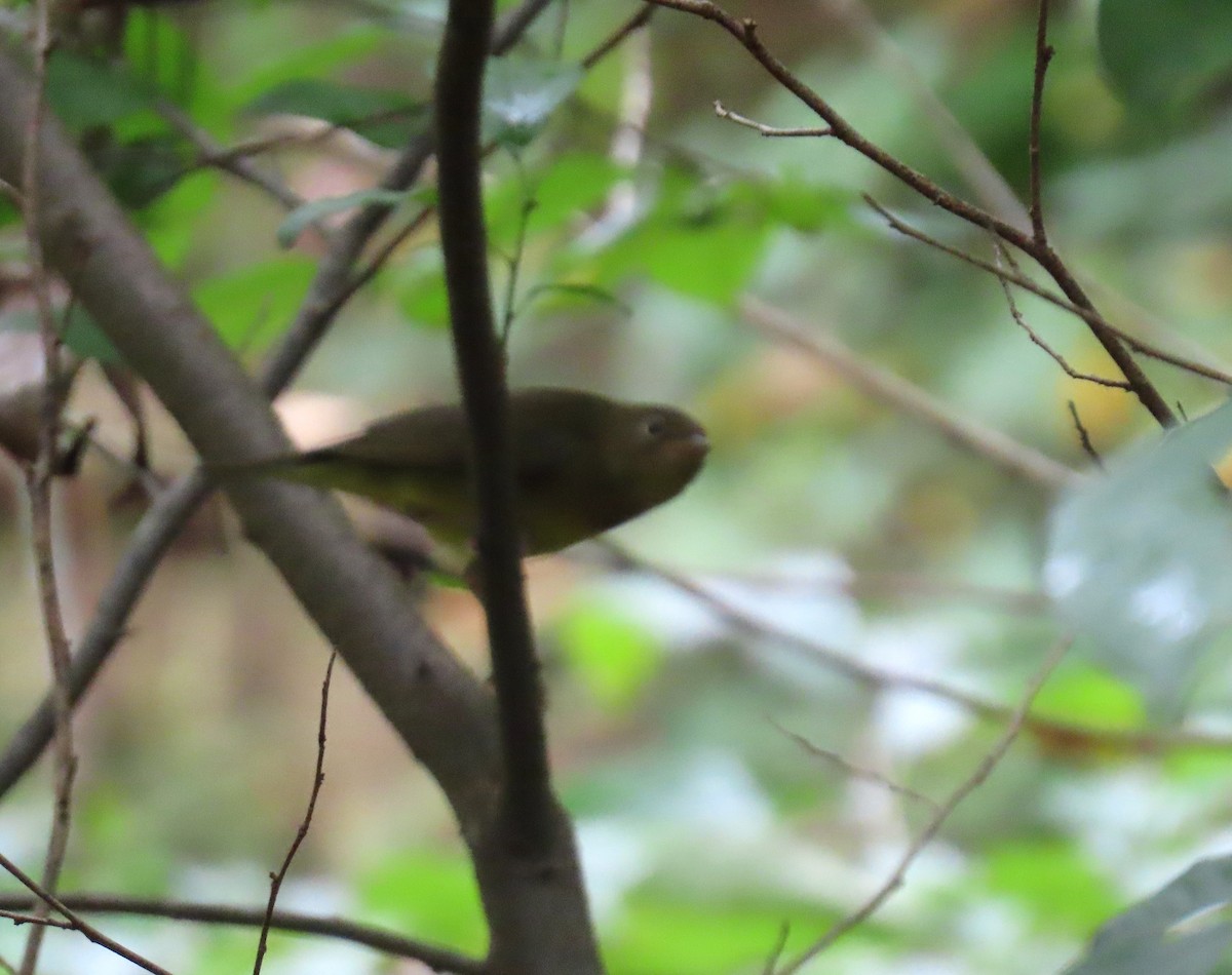 Connecticut Warbler - ML642684637