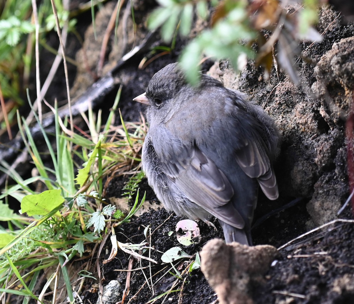 Dark-eyed Junco - ML642684644
