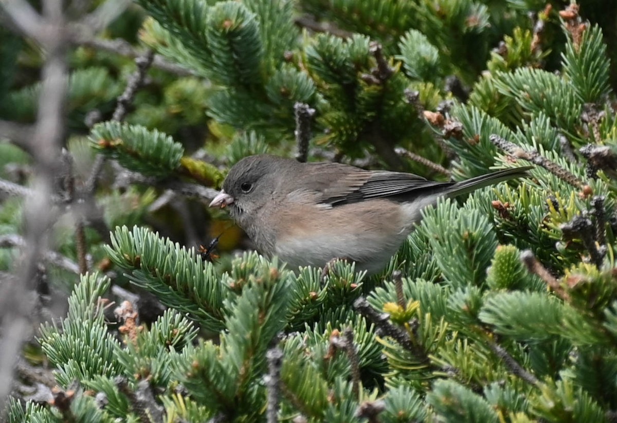 Dark-eyed Junco - ML642684645