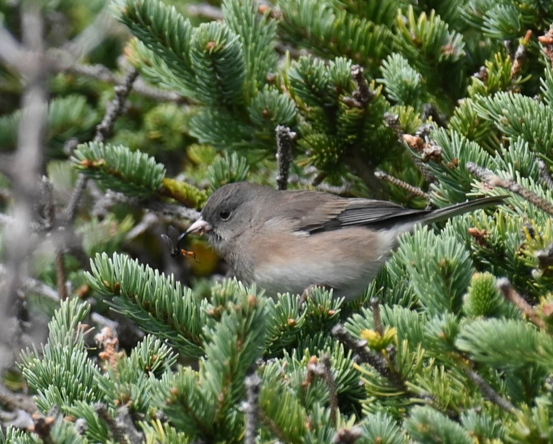 Dark-eyed Junco - ML642684646
