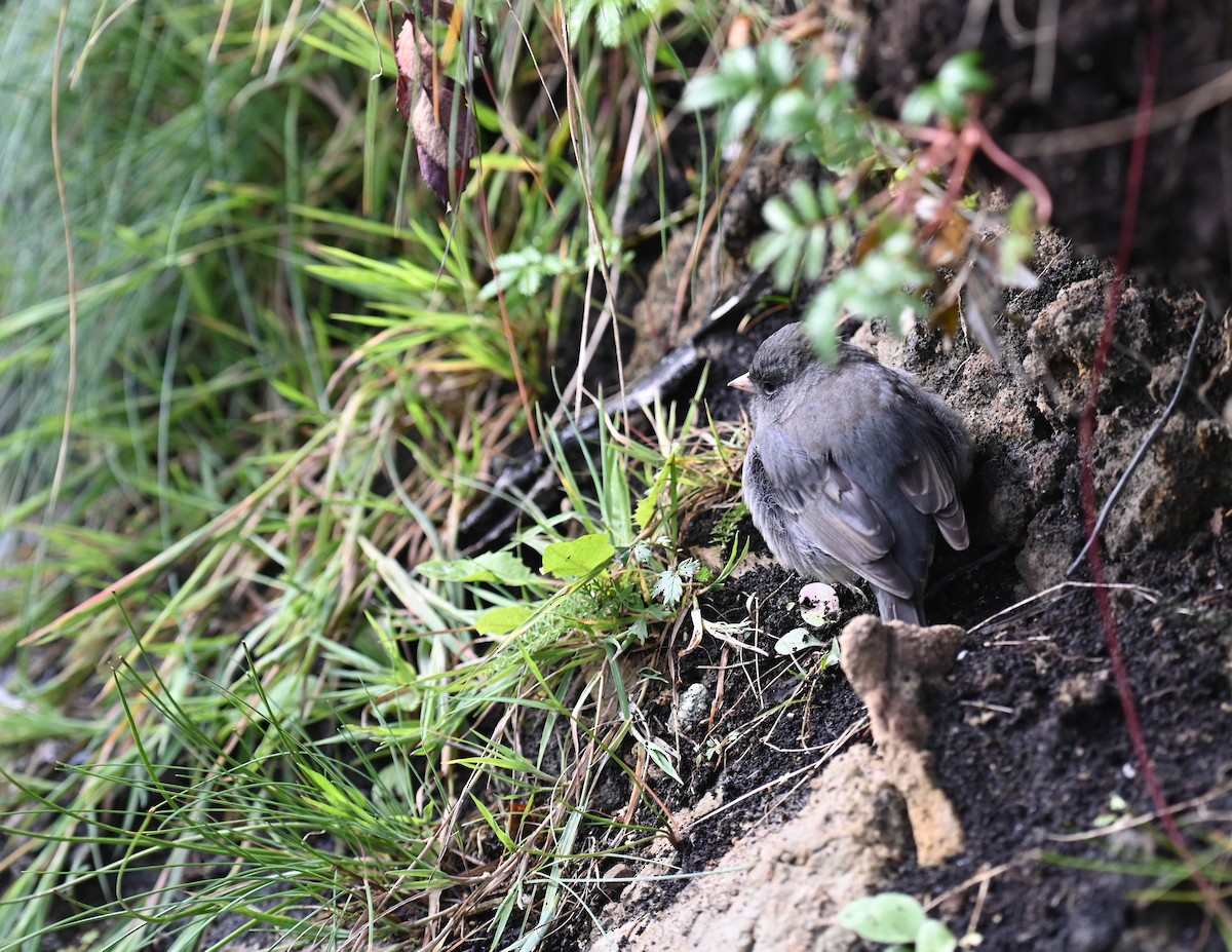 Dark-eyed Junco - ML642684649