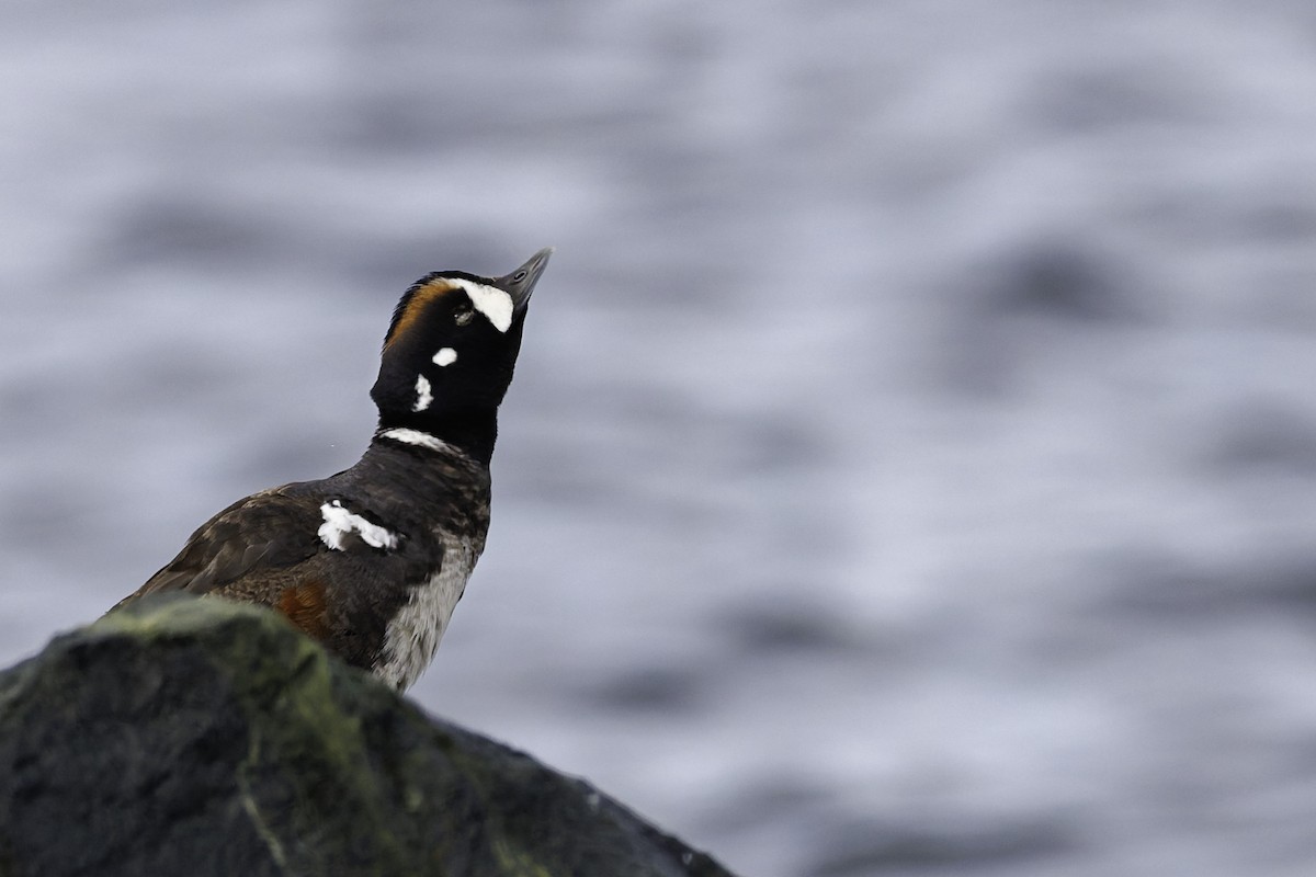 Harlequin Duck - ML642684659