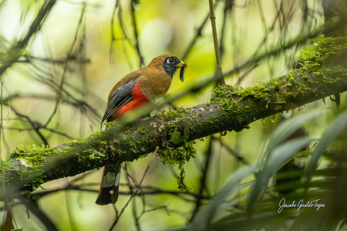 Masked Trogon - ML642684664