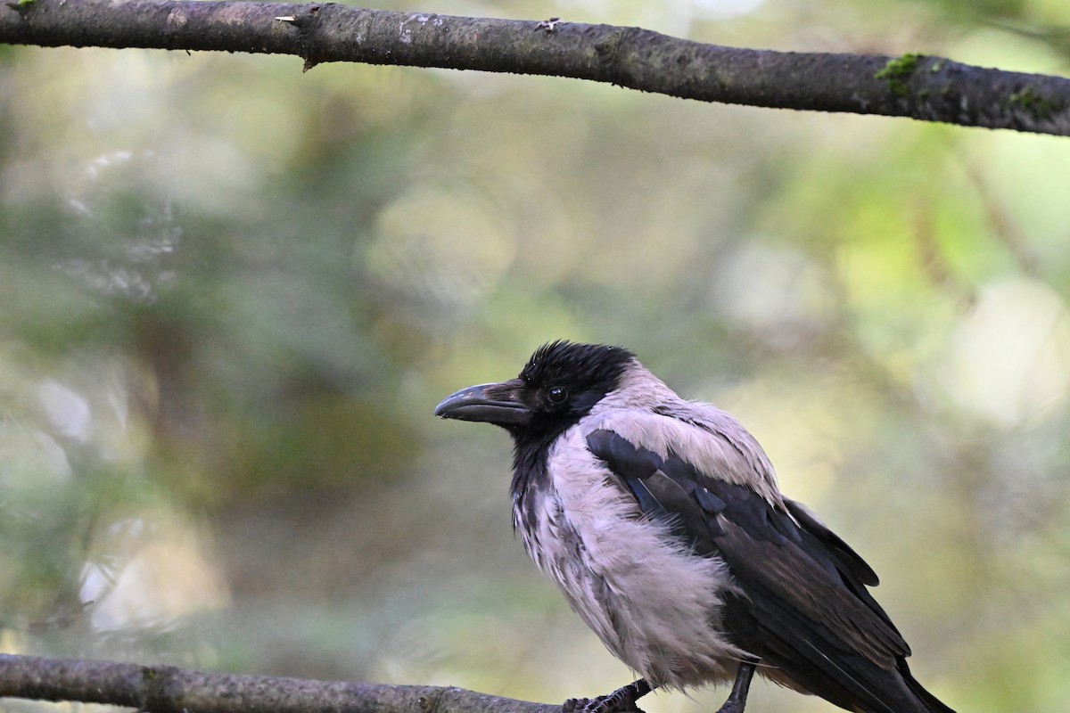 Hooded Crow - ML642684667