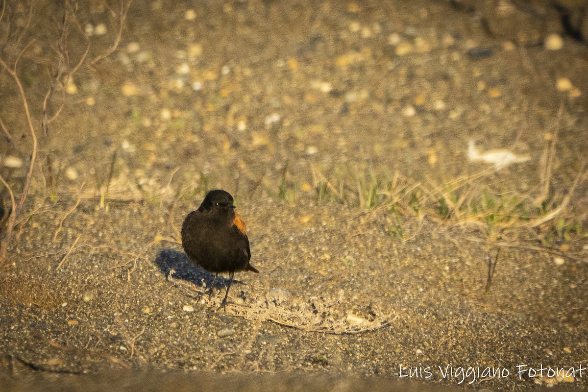 Austral Negrito - ML642684672