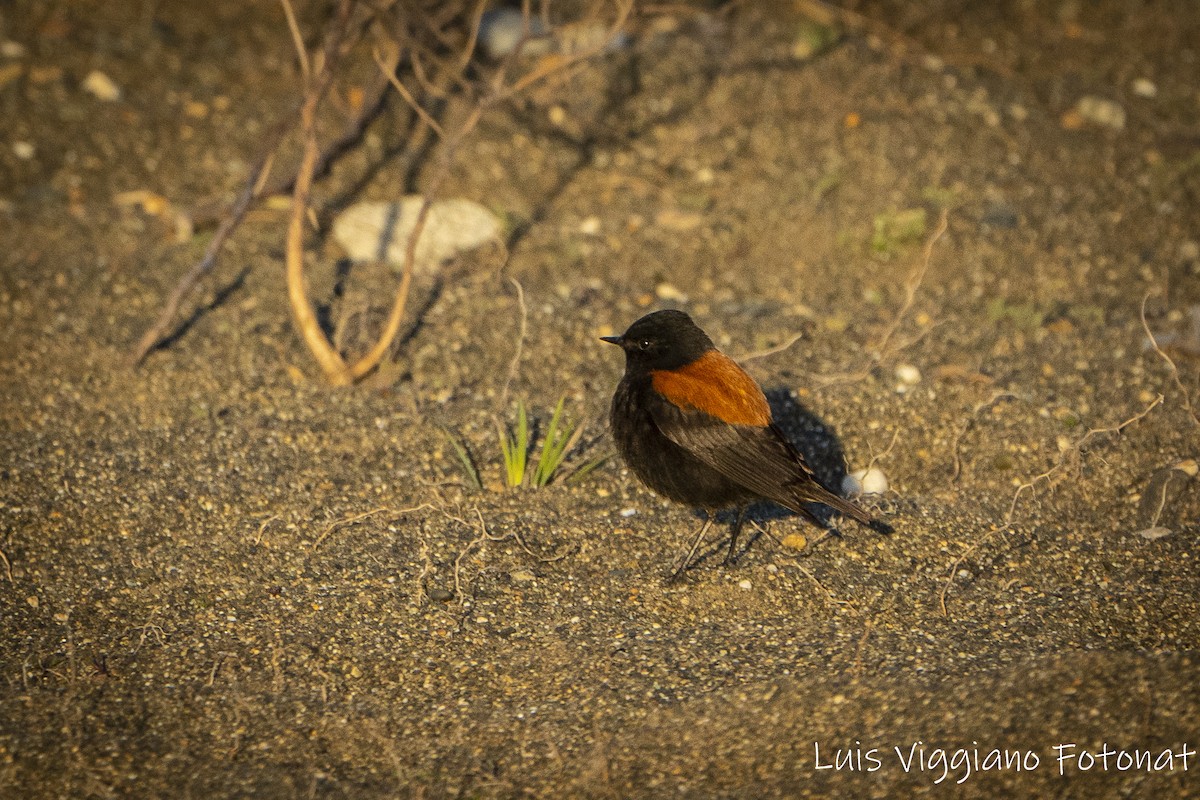 セアカタイランチョウ - ML642684675
