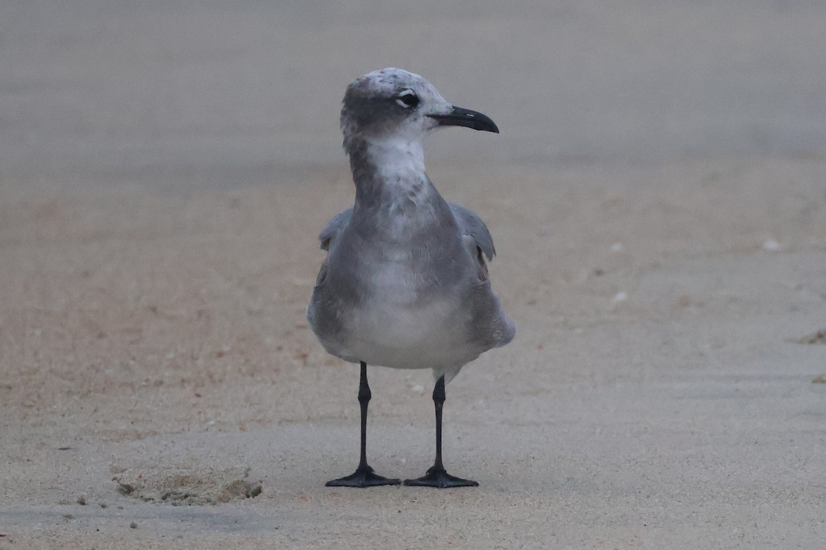 Laughing Gull - ML642684677