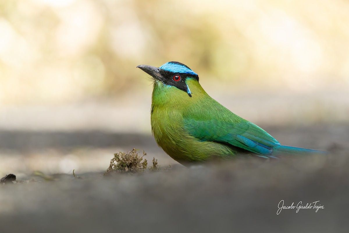 Andean Motmot - ML642684683
