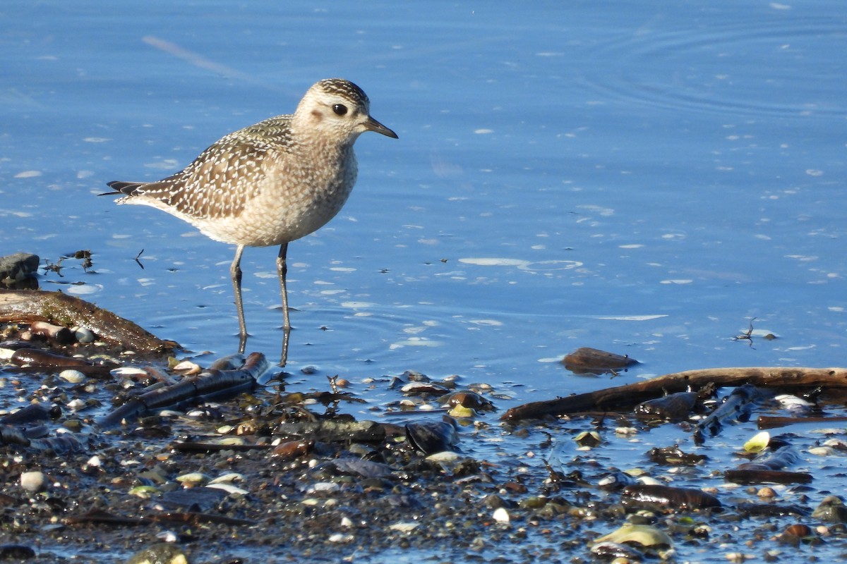 American Golden-Plover - ML642684685