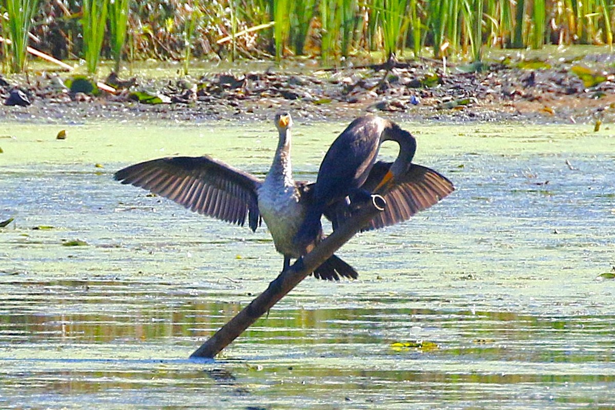 Double-crested Cormorant - ML642684686
