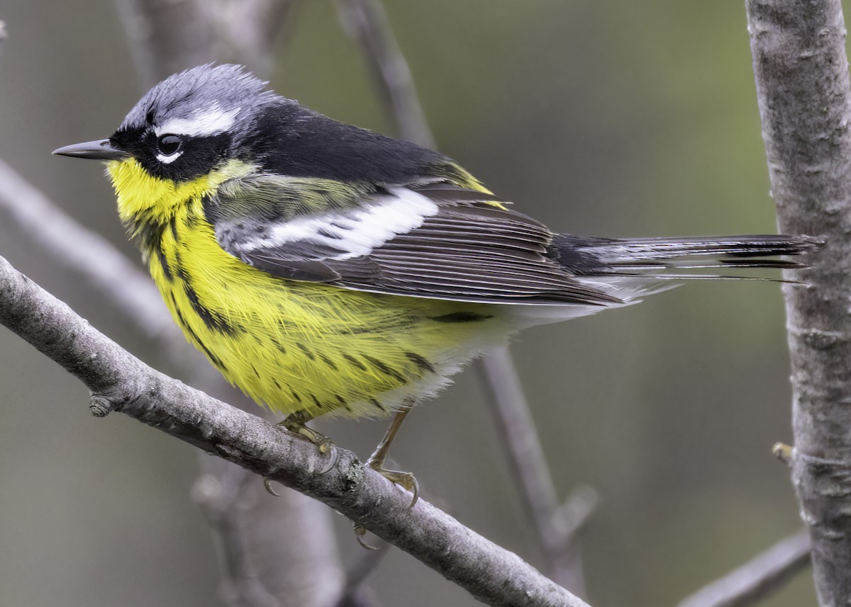Magnolia Warbler - ML642684687