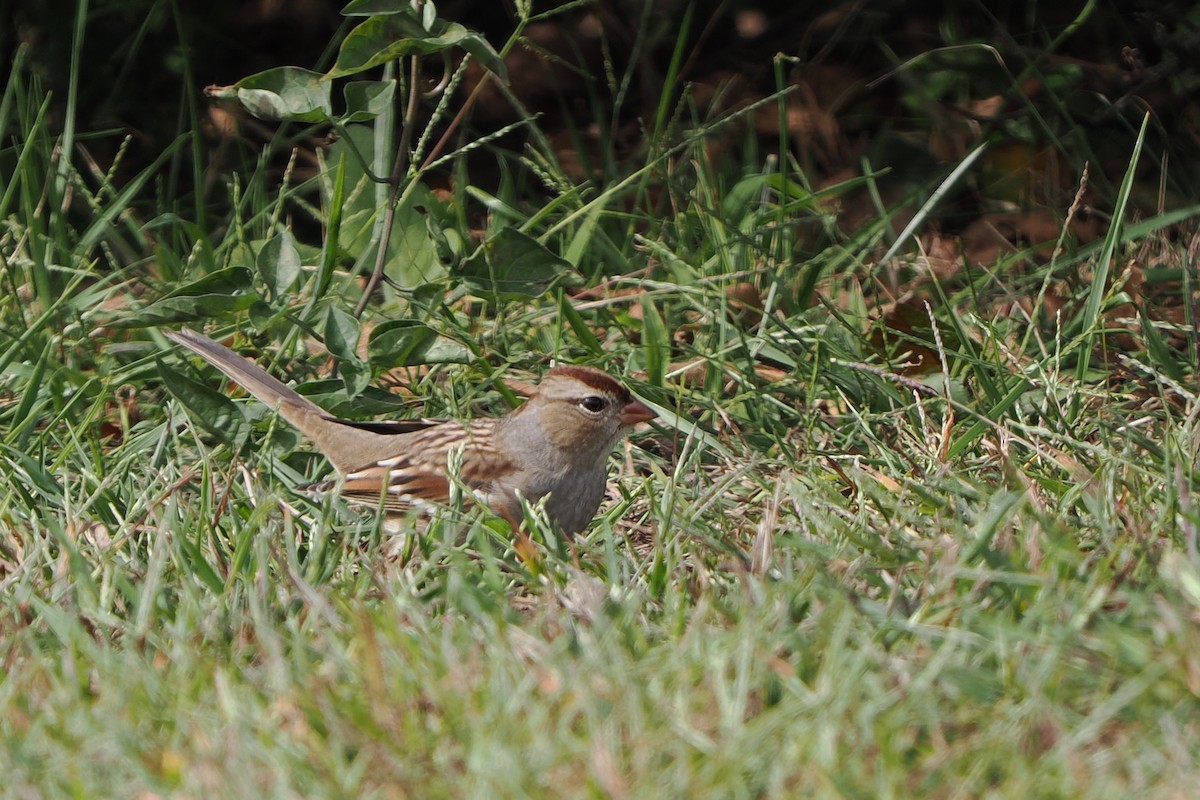 White-crowned Sparrow - ML642684691