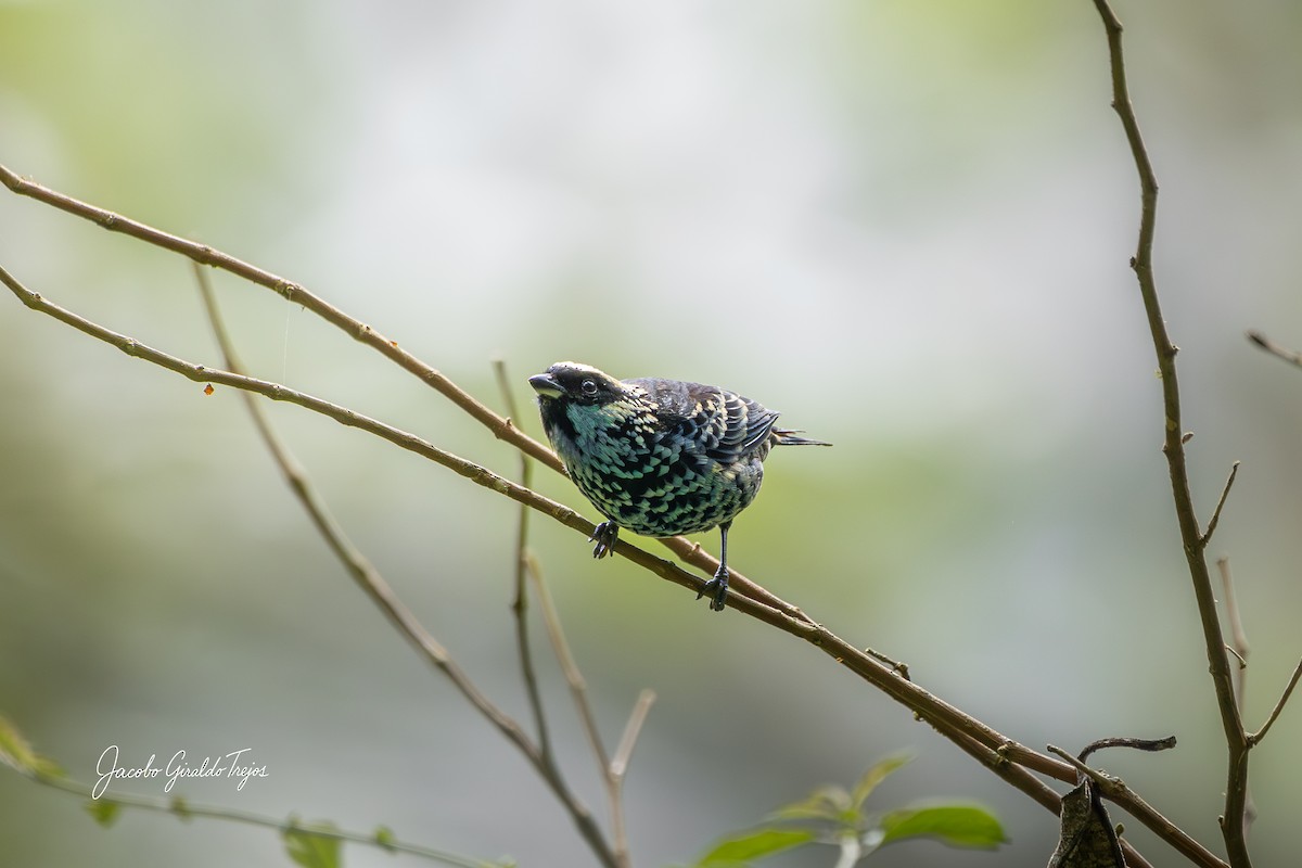 Beryl-spangled Tanager - ML642684692