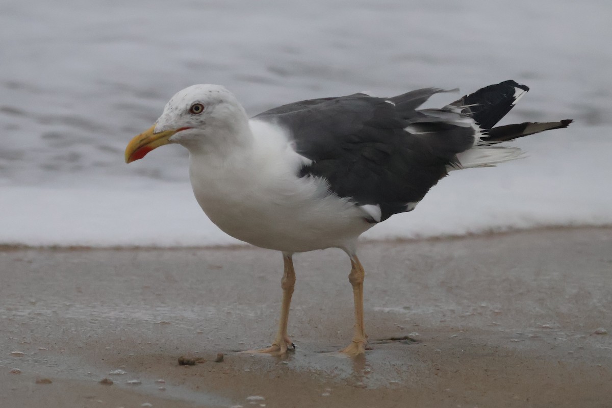 Lesser Black-backed Gull - ML642684693