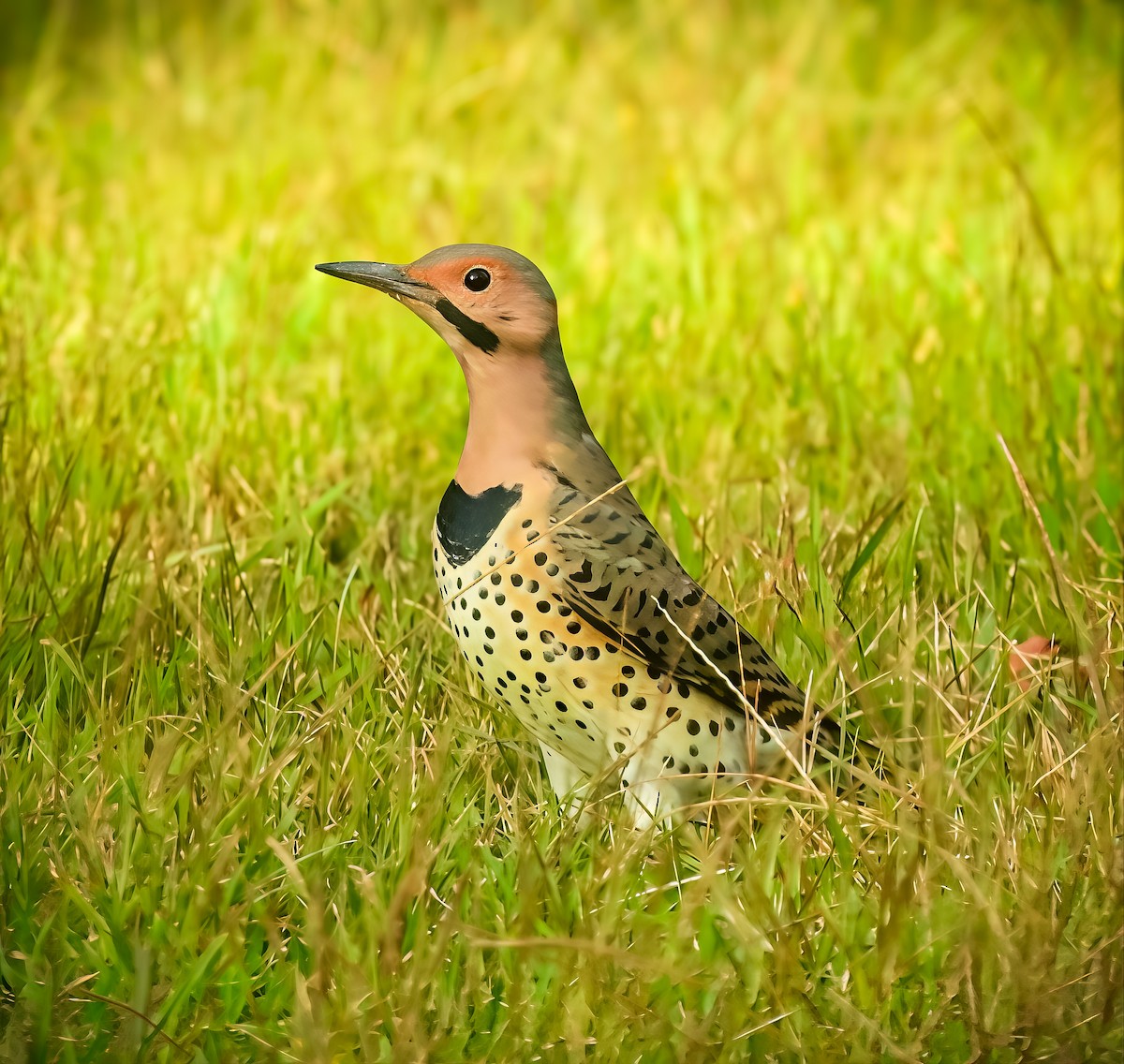 Northern Flicker - ML642684694