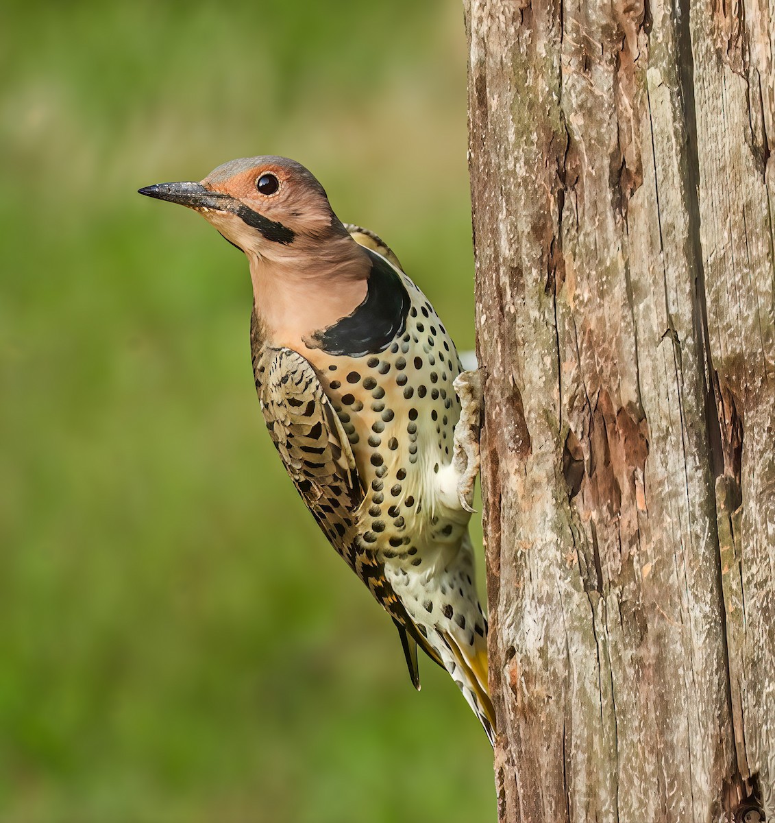Northern Flicker - ML642684695