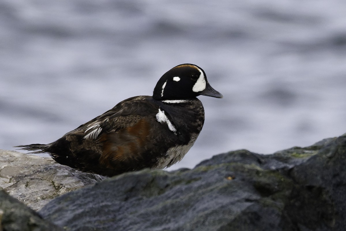 Harlequin Duck - ML642684696