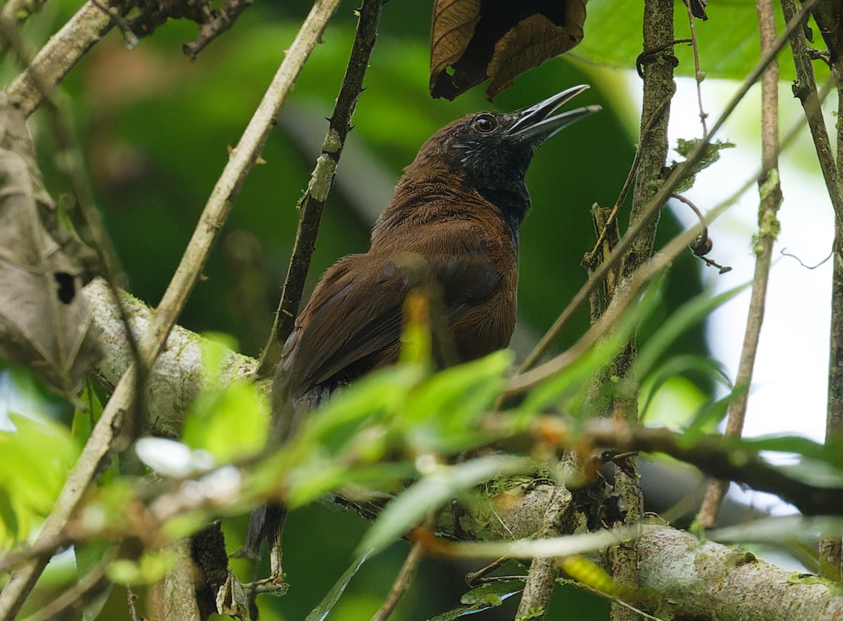 Black-throated Wren - ML642684697