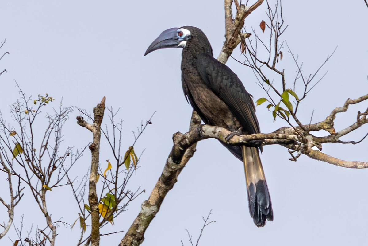 Bushy-crested Hornbill - ML642684703
