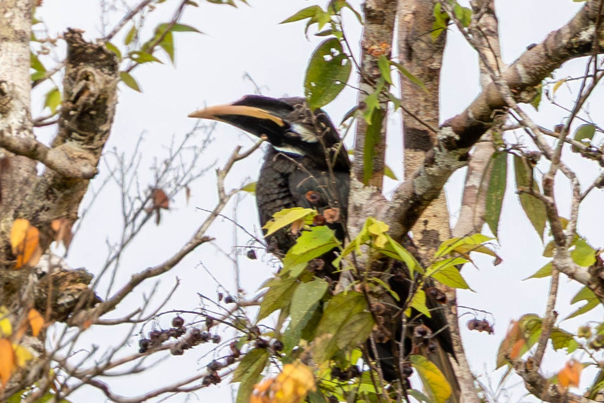 Bushy-crested Hornbill - ML642684704
