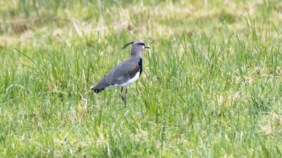 Southern Lapwing - ML642684705