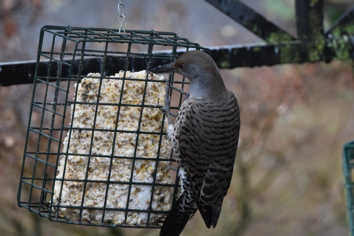 Northern Flicker (Red-shafted) - ML642684707