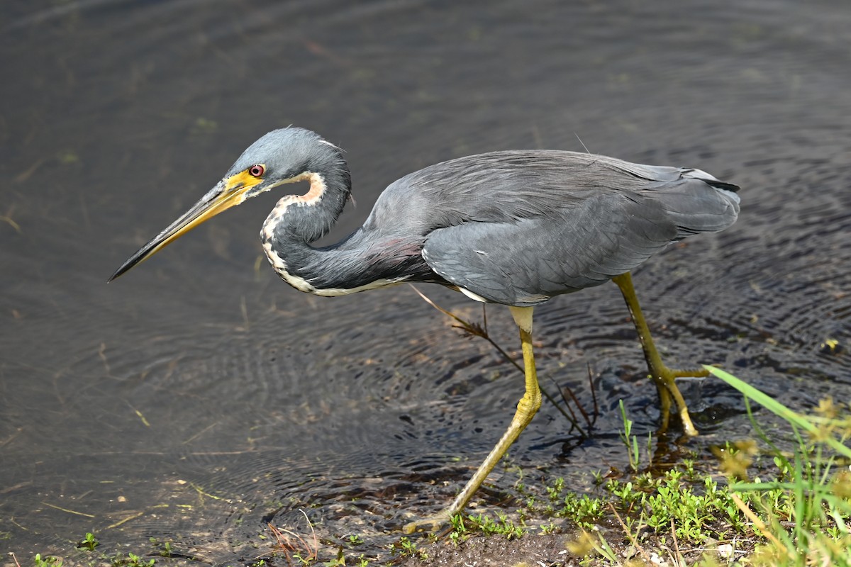 Tricolored Heron - ML642684708