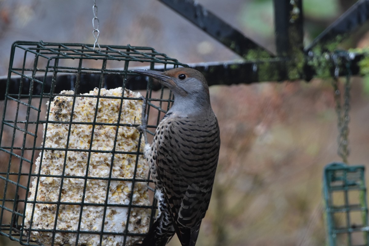 Northern Flicker (Red-shafted) - ML642684713