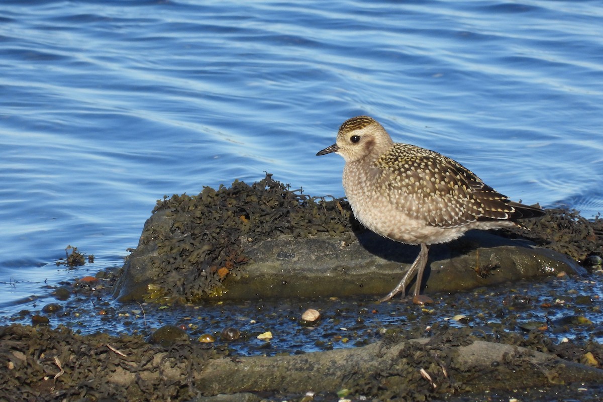 American Golden-Plover - ML642684719