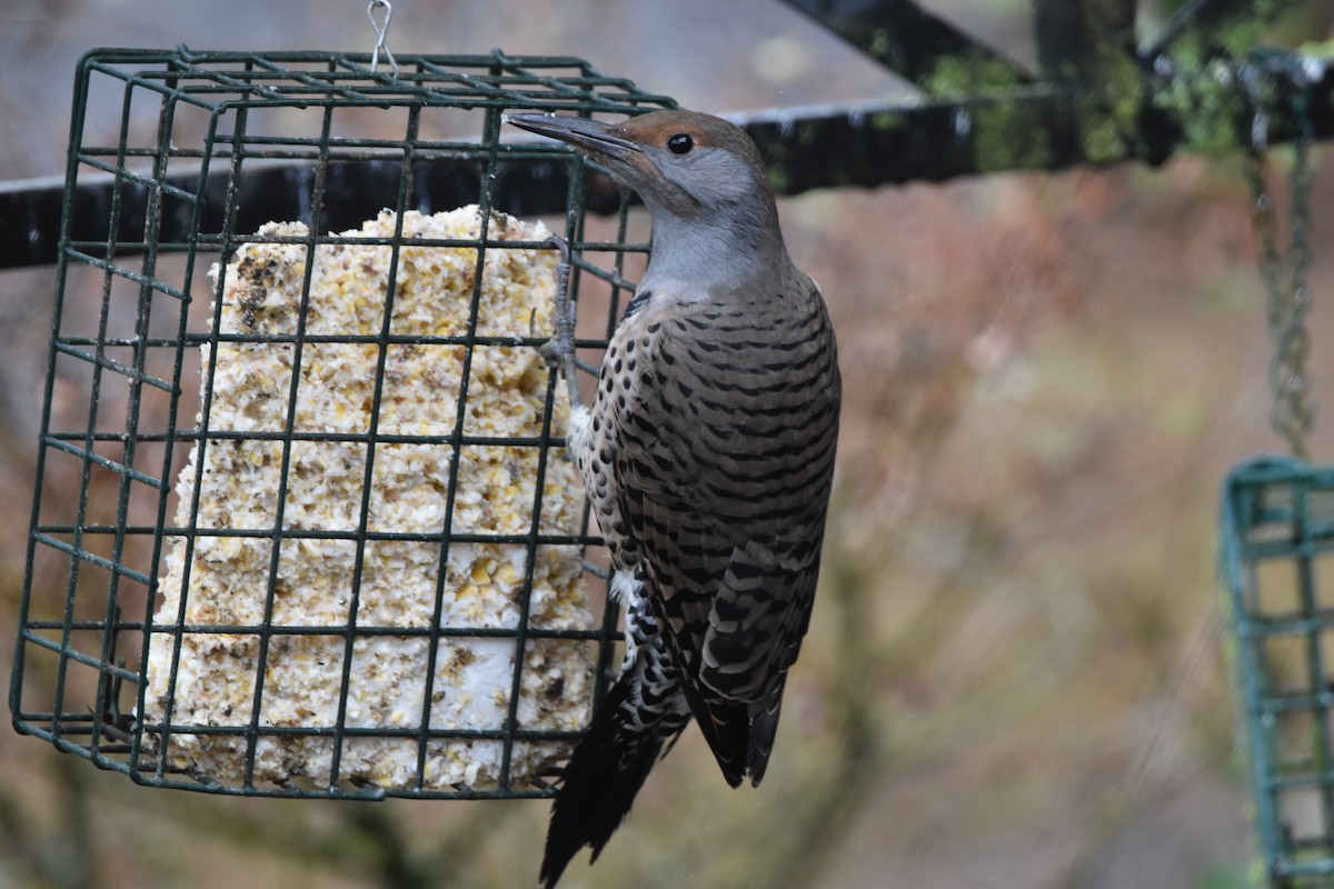 Northern Flicker (Red-shafted) - ML642684720