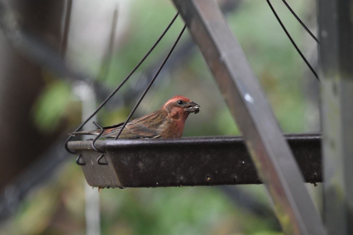 Purple Finch (Western) - ML642684721