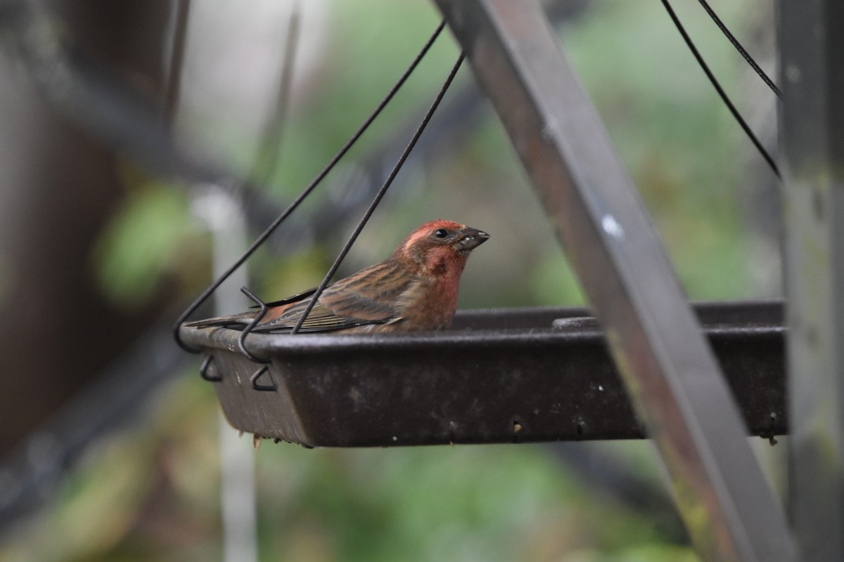Purple Finch (Western) - ML642684730