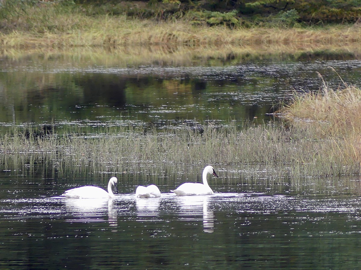 Trumpeter Swan - ML642684731