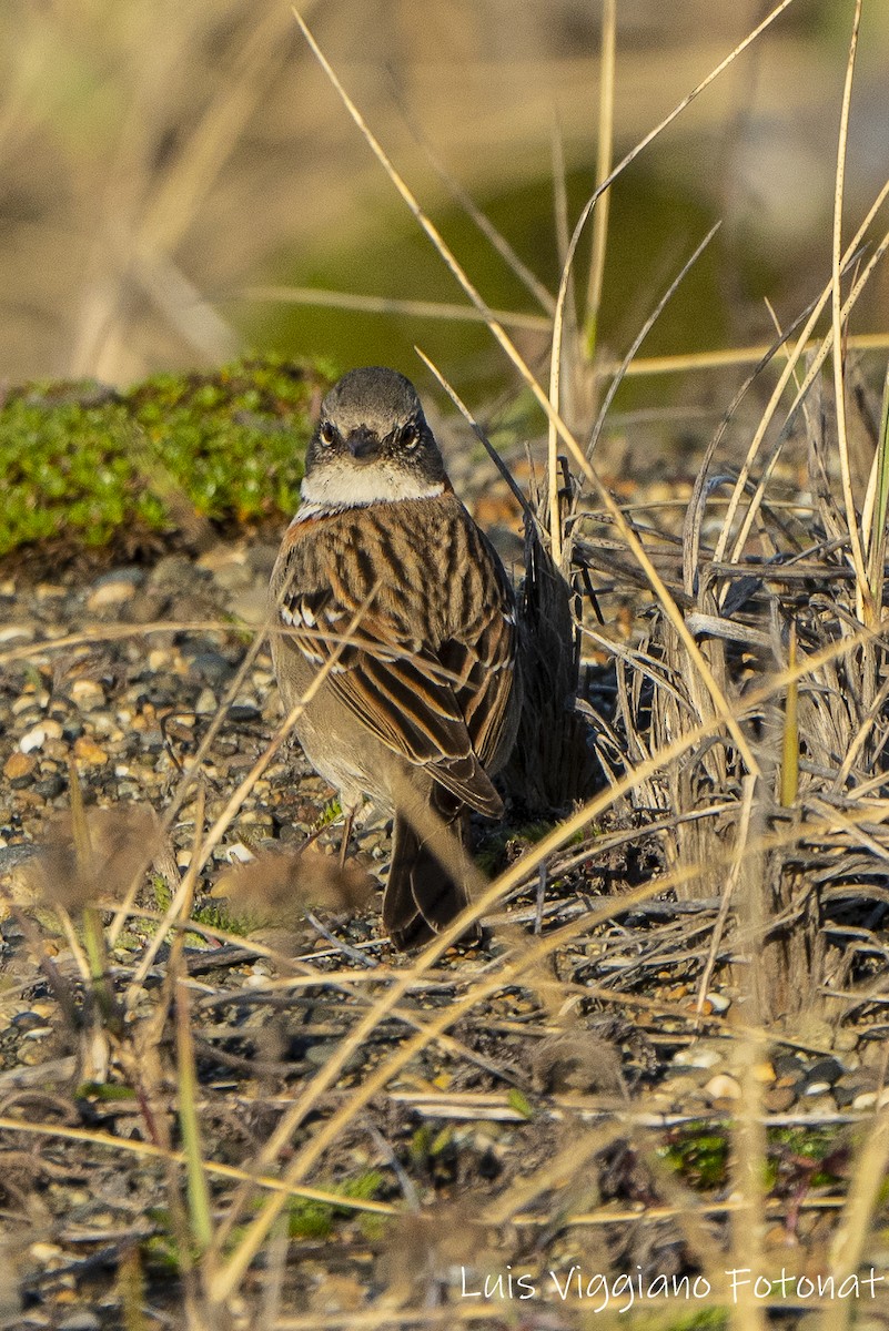 アカエリシトド - ML642684736