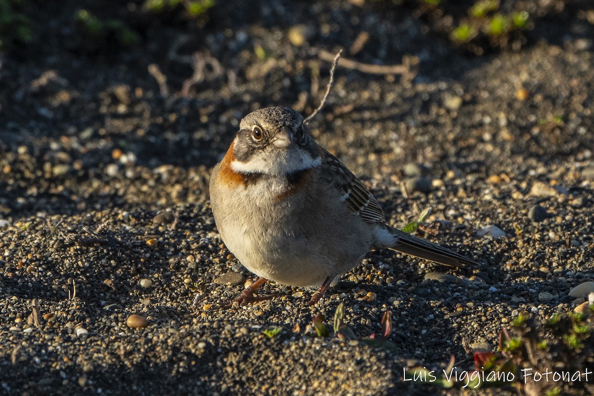 アカエリシトド - ML642684737