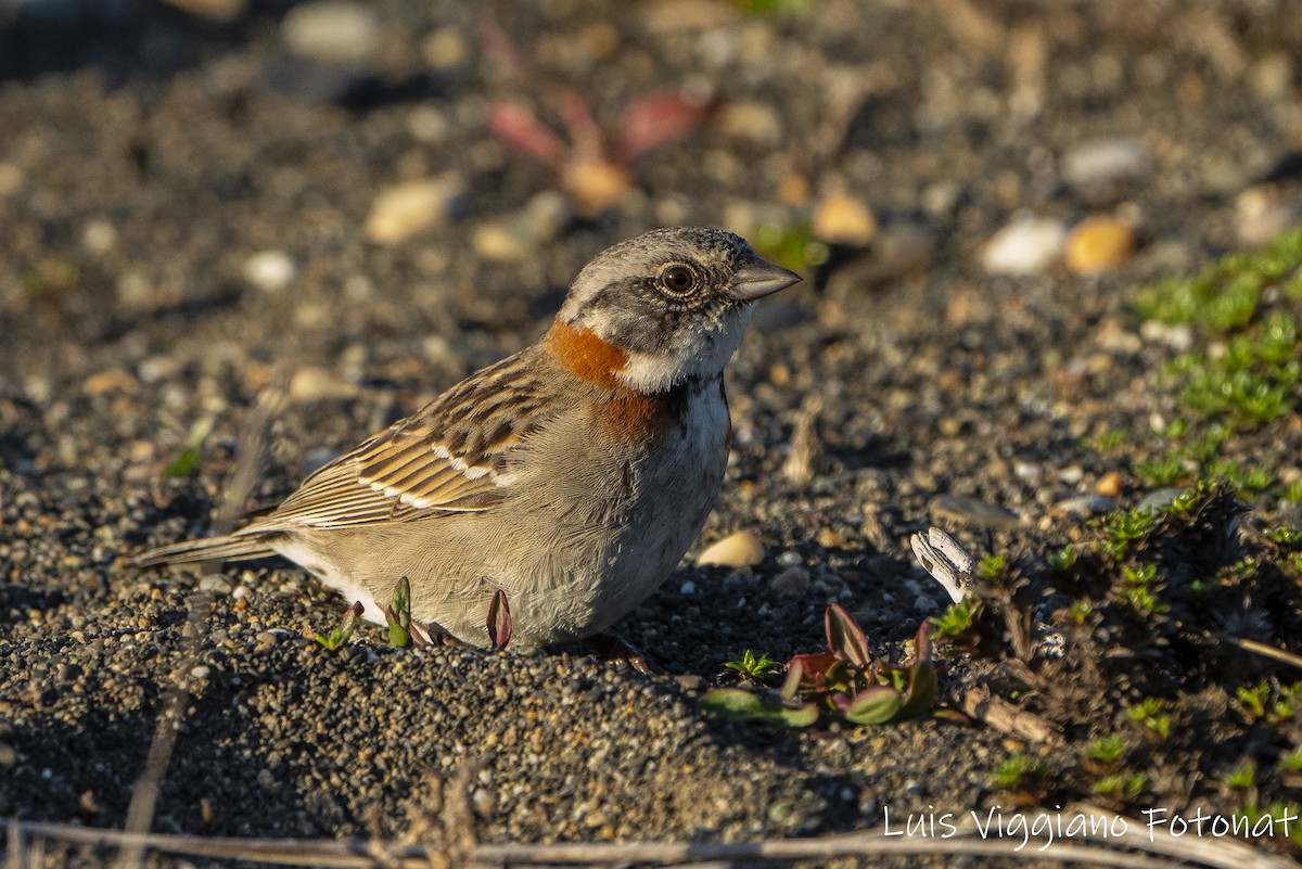 Rufous-collared Sparrow - ML642684740