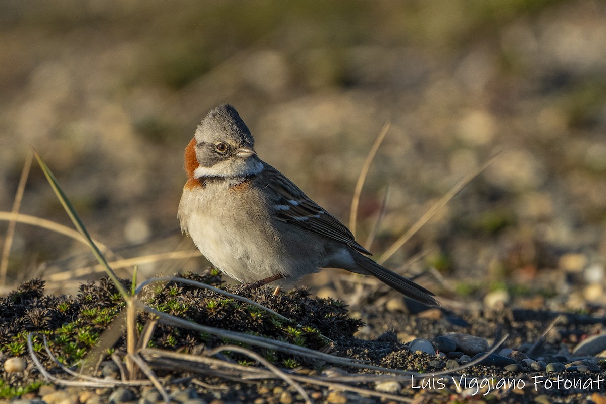 Rufous-collared Sparrow - ML642684741