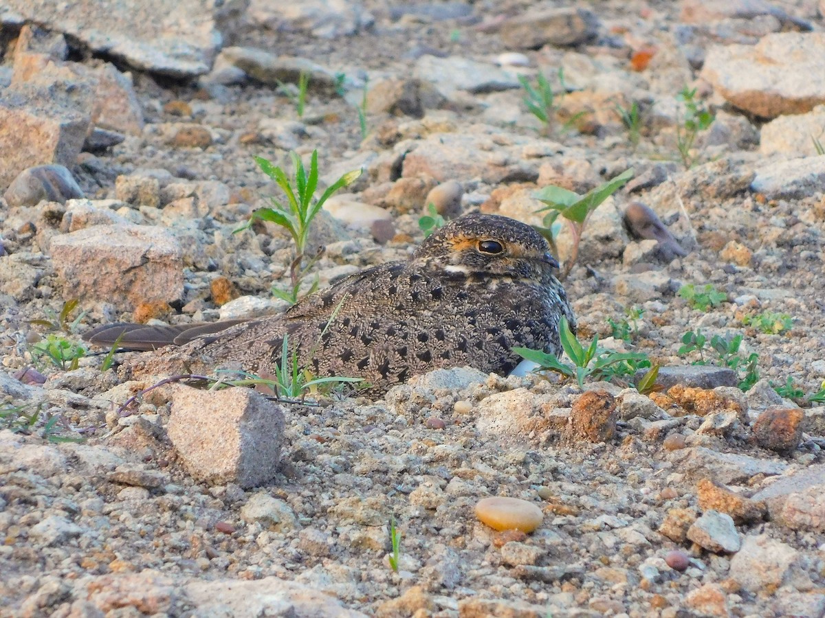 Nacunda Nighthawk - ML642684742