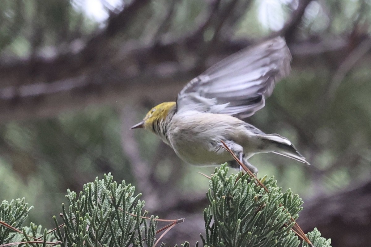 barnålparula - ML642684746