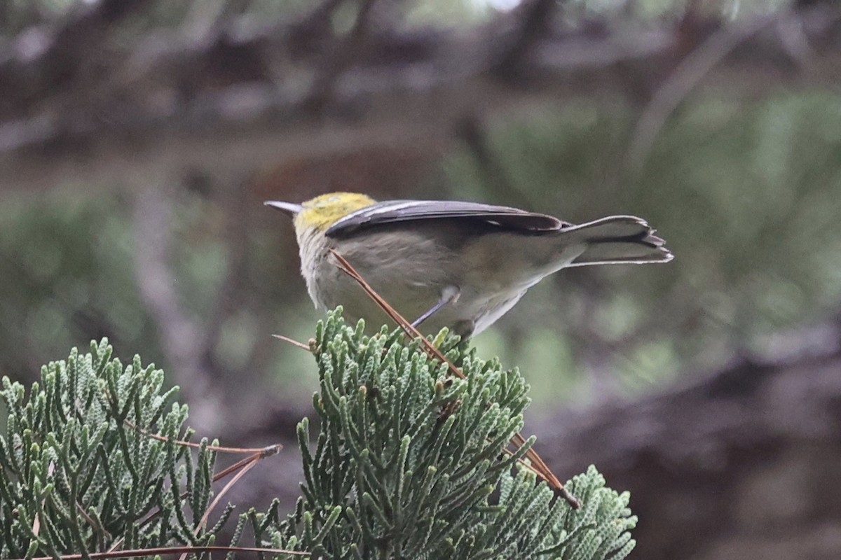 barnålparula - ML642684747
