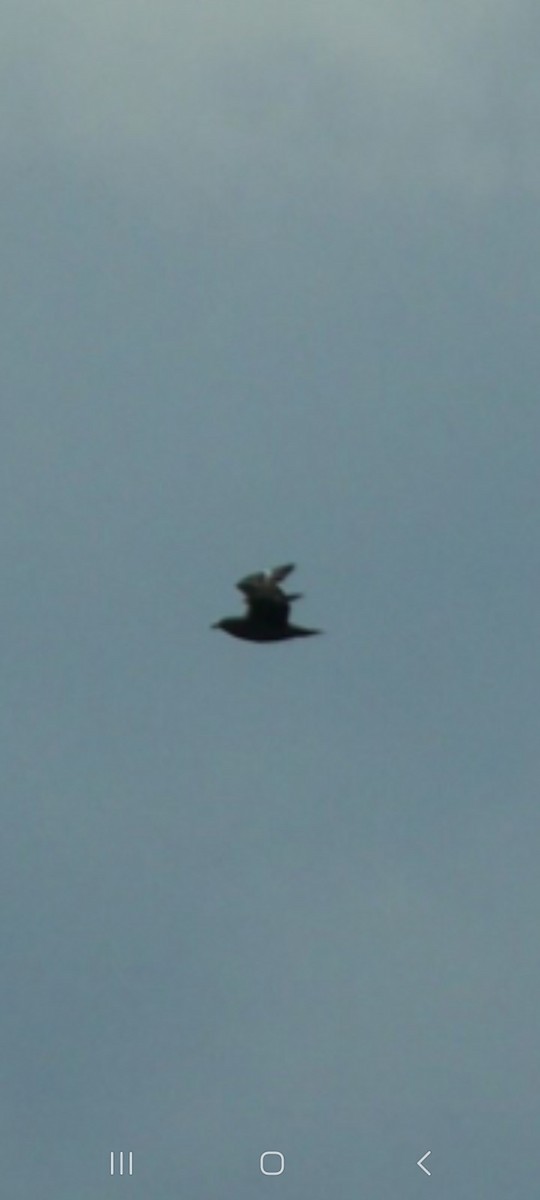 Great Skua - ML642684750