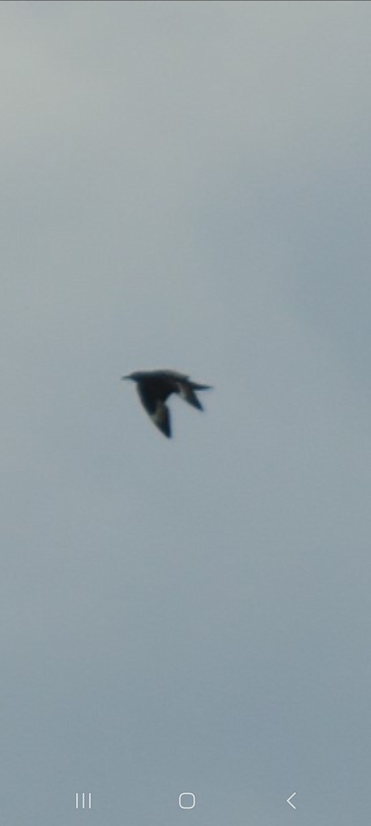Great Skua - ML642684752