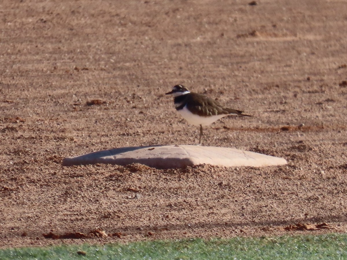 Killdeer - ML642684757