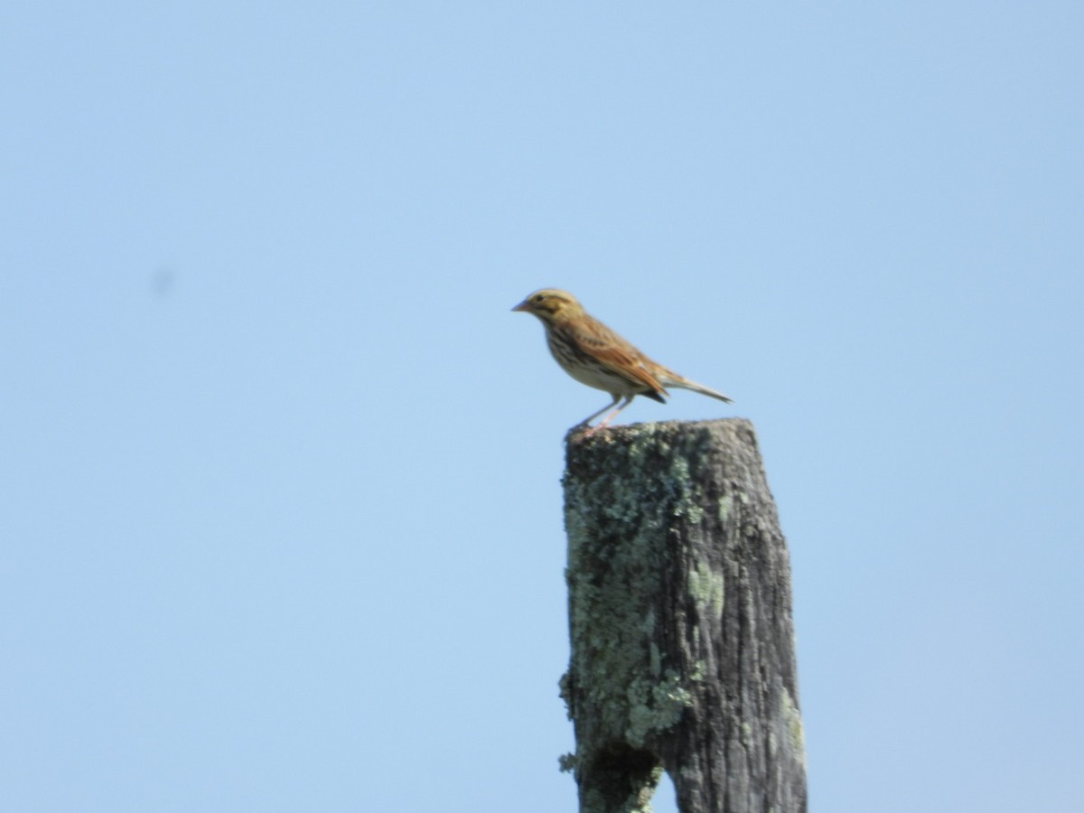 Savannah Sparrow - ML642684762