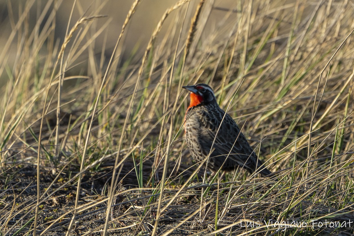 Long-tailed Meadowlark - ML642684764